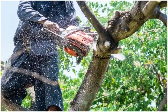 tree services Weatherford